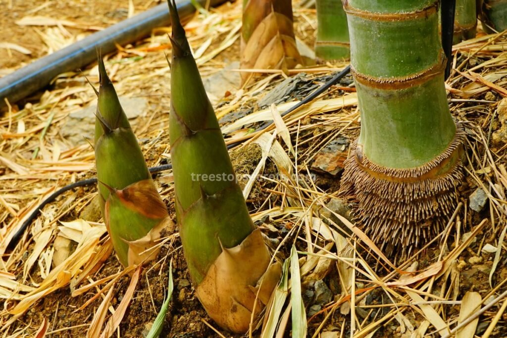 Environmental Impact of Bamboo Cultivation