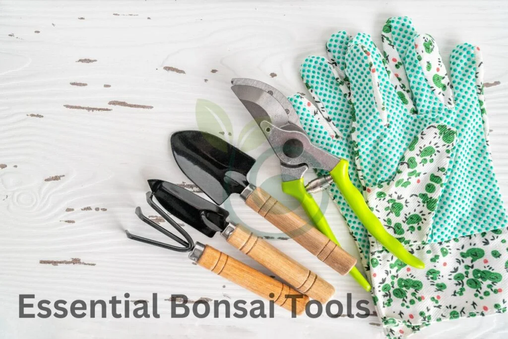 Essential Bonsai Tools