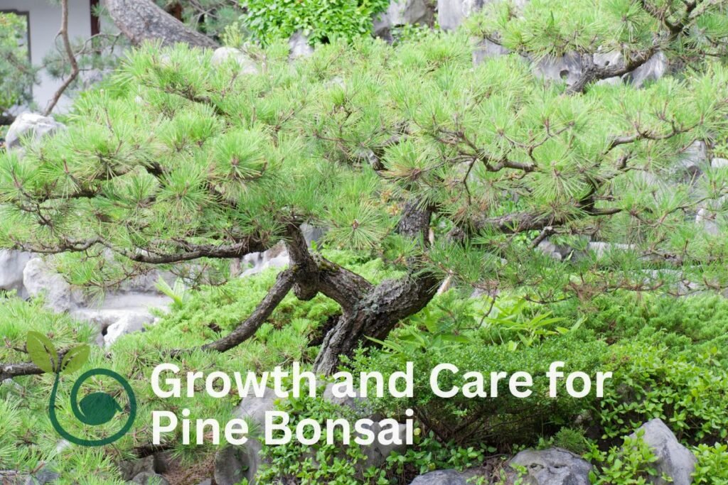 Growth and Care for Pine Bonsai