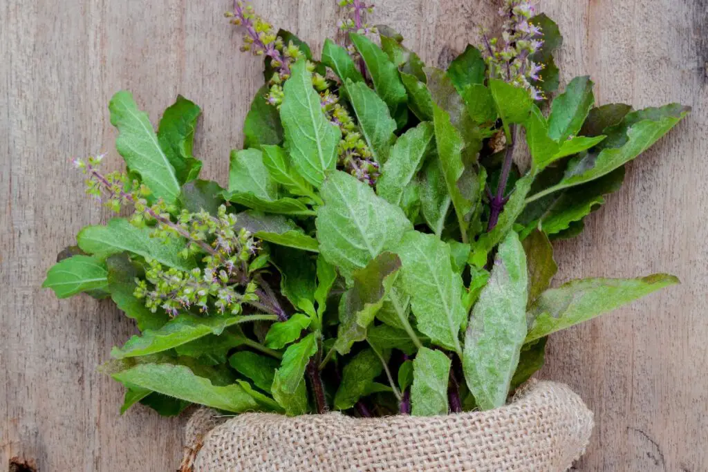 Harvesting Basil Flowers