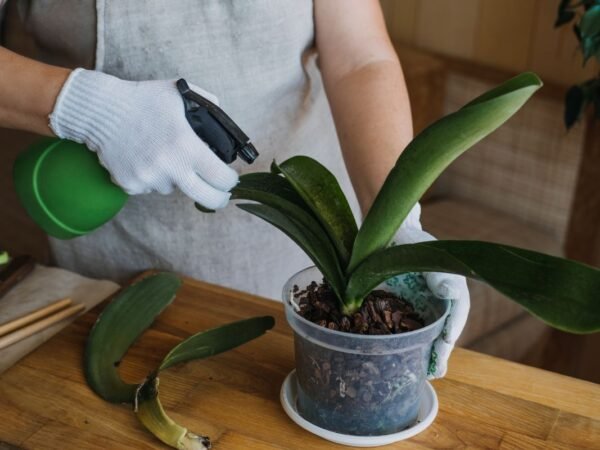 How Do I Clean Orchid Leaves: 7 Effective Ways