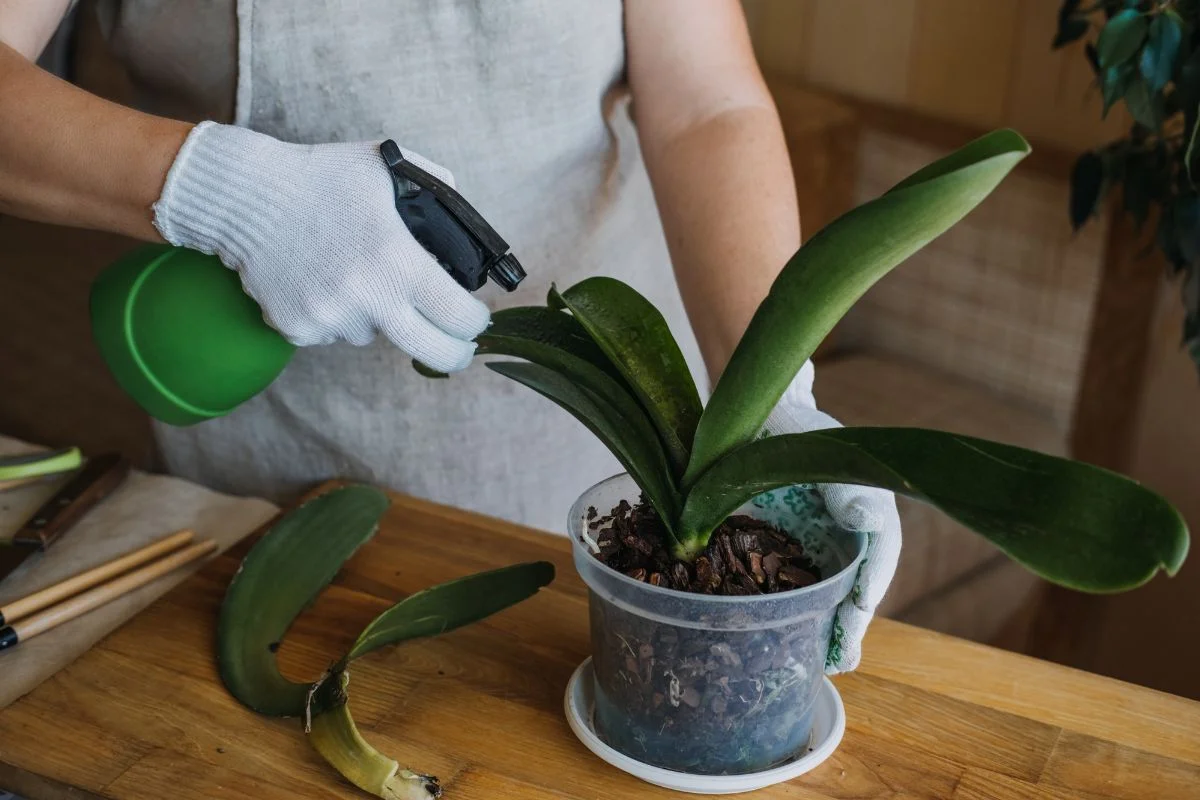 How Do I Clean Orchid Leaves: 7 Effective Ways
