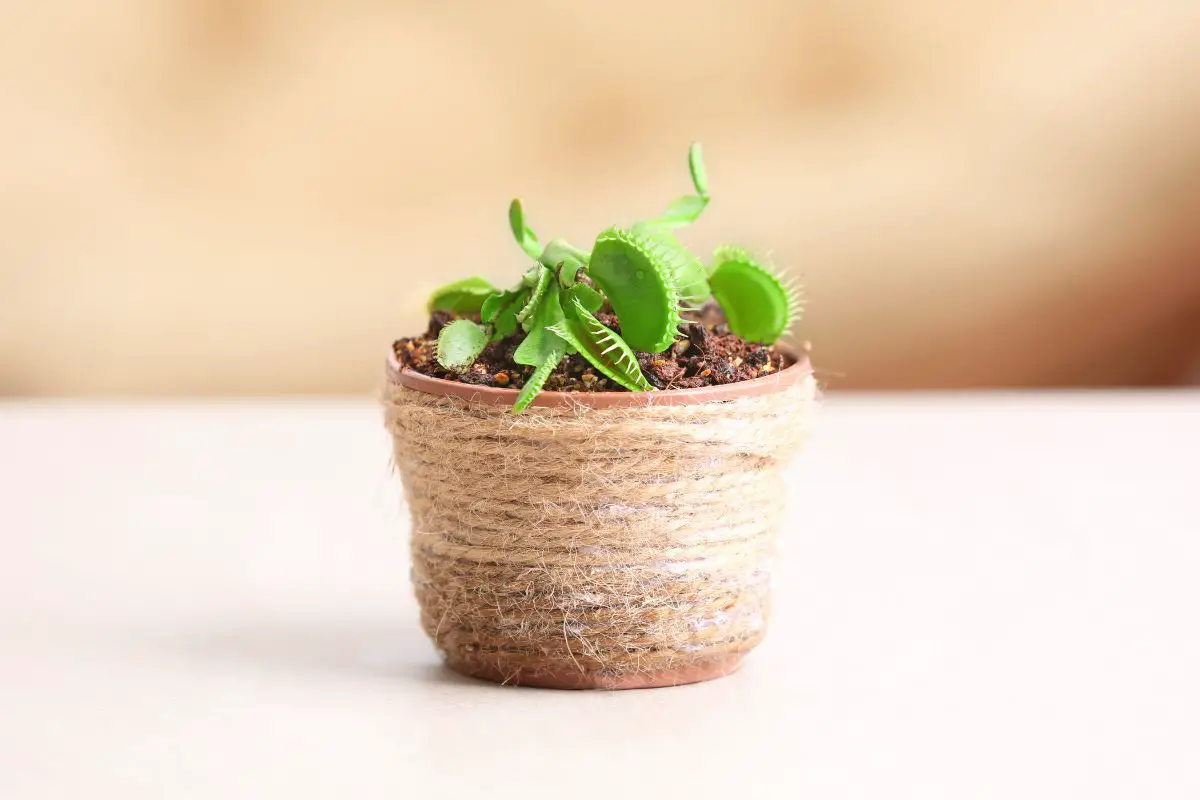 How Fast Do Venus Flytraps Grow | Expert Care Guide