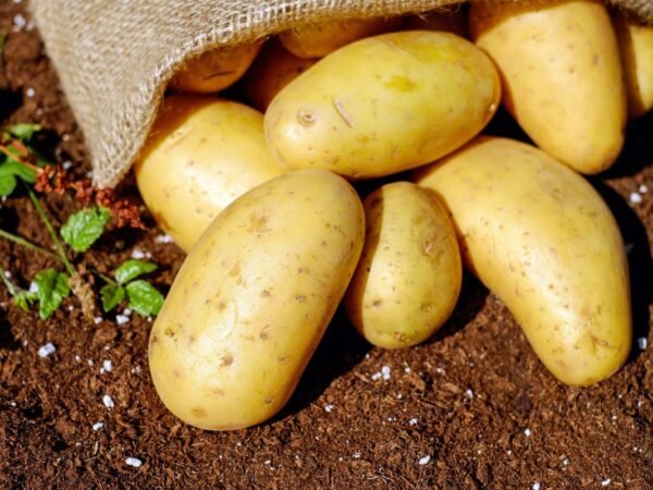 How Long Can You Leave Potatoes in the Ground? Find Out!