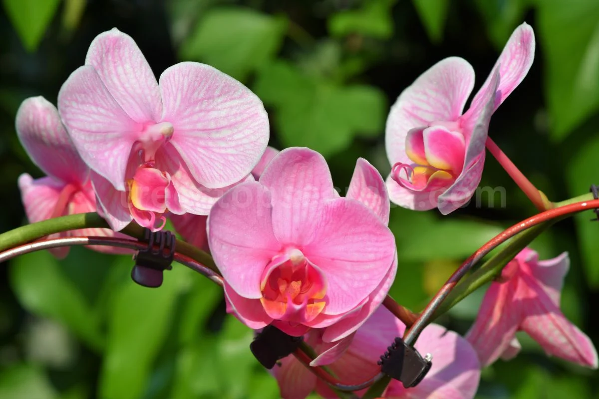How Long Do Orchid Flowers Last? Expert Guide to Maximizing Bloom Lifespan