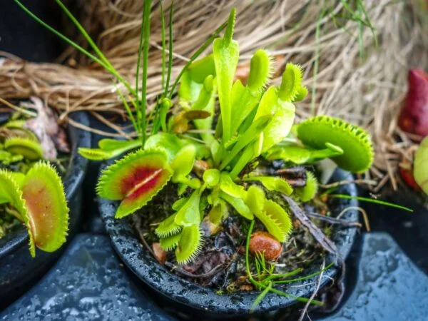 How Long Does a Venus Flytrap Take to Grow: Tips & Care