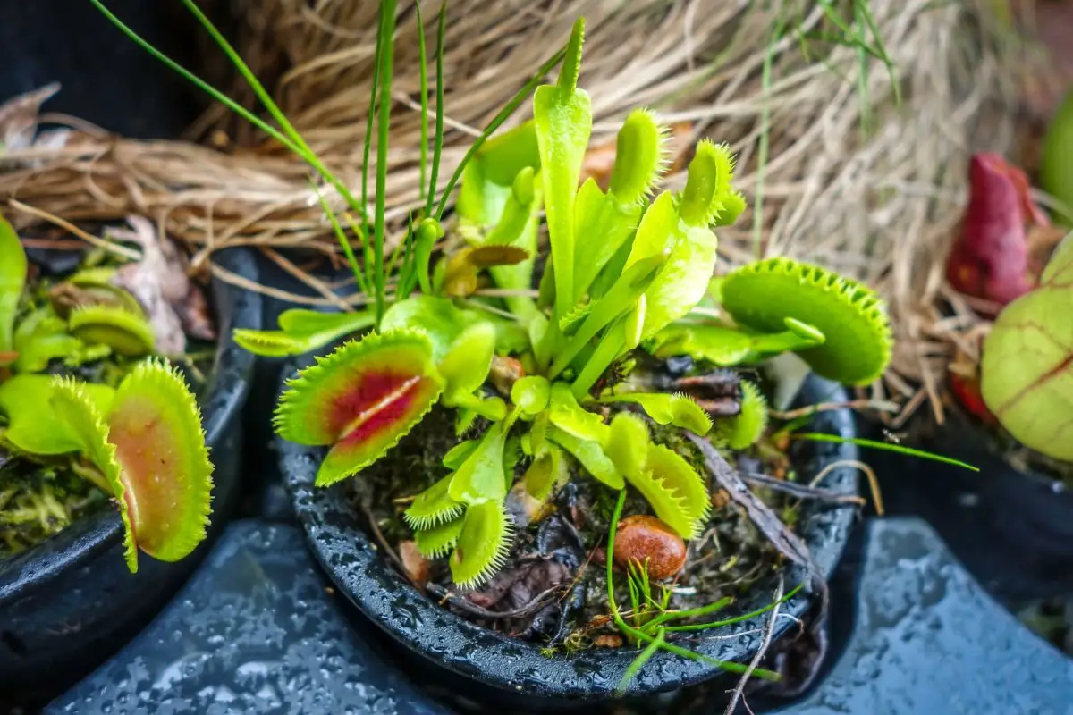 How Long Does a Venus Flytrap Take to Grow: Tips & Care