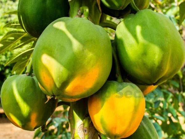 How Long It Takes for a Papaya to Ripen - Expert Guide