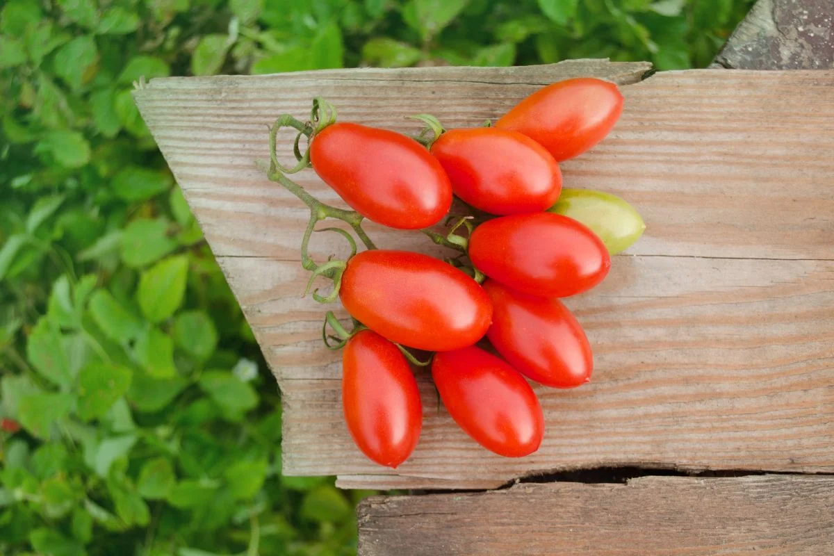 How Long Will Tomato Plants Produce? Boost Yields & Secrets Unveiled