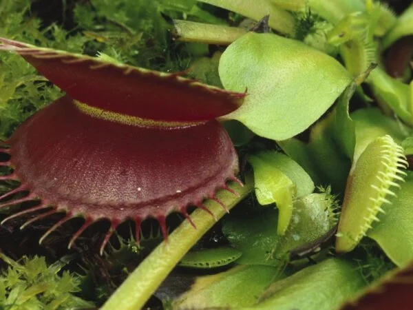 How Much Water Does a Venus Flytrap Need: Care Guide
