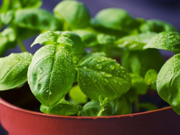How Much to Water Basil: The Ultimate Guide