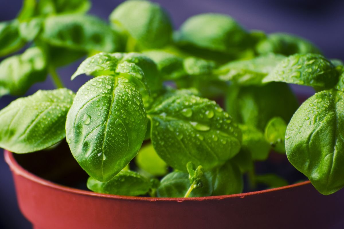 How Much to Water Basil: The Ultimate Guide