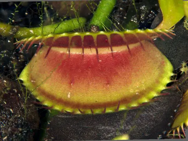 How Big Can a Venus Flytrap Grow: Size FAQs & Care Tips