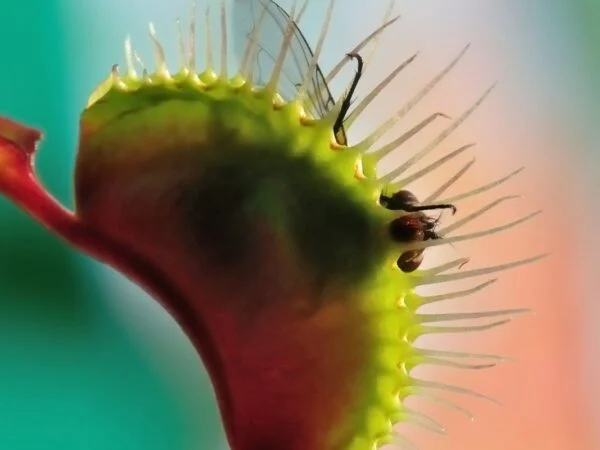 How Often Does a Venus Flytrap Eat: Ultimate Feeding Guide