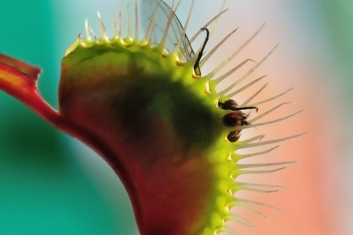 How Often Does a Venus Flytrap Eat: Ultimate Feeding Guide