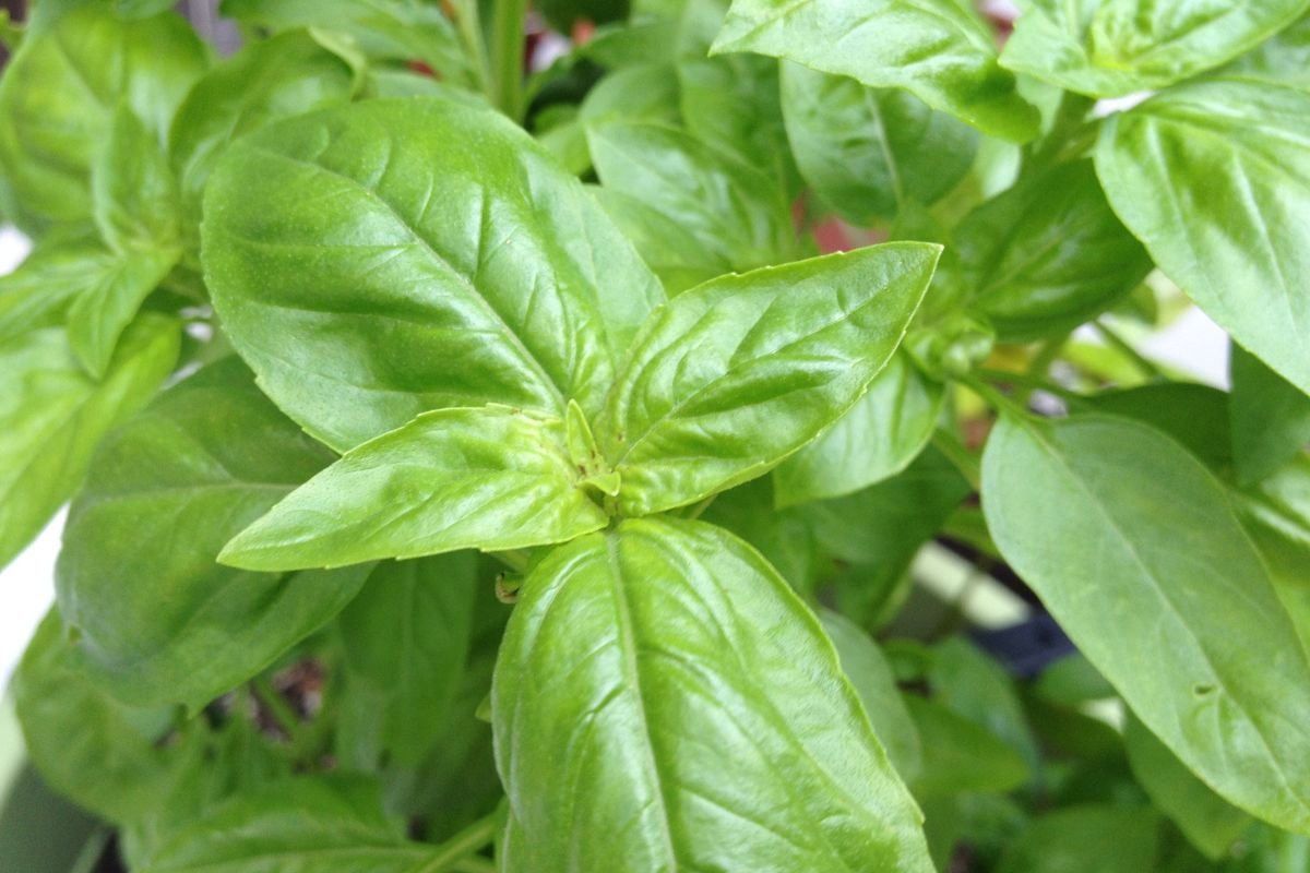 How Often Should I Water Basil? Expert Guide for Healthy Growth!