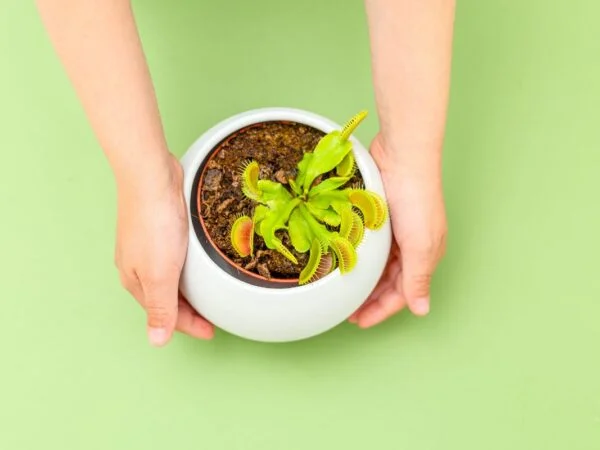 How to Bring a Venus Flytrap Back to Life: Expert Tips