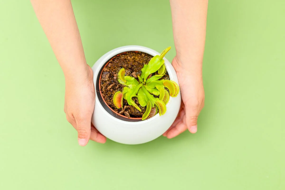 How to Bring a Venus Flytrap Back to Life: Expert Tips