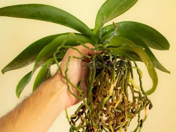 How to Repot an Orchid with Air Roots: Your Ultimate Guide