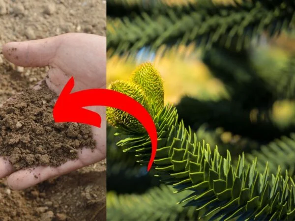 How to Fertilize Pine Trees: Expert Tips for Healthy Growth