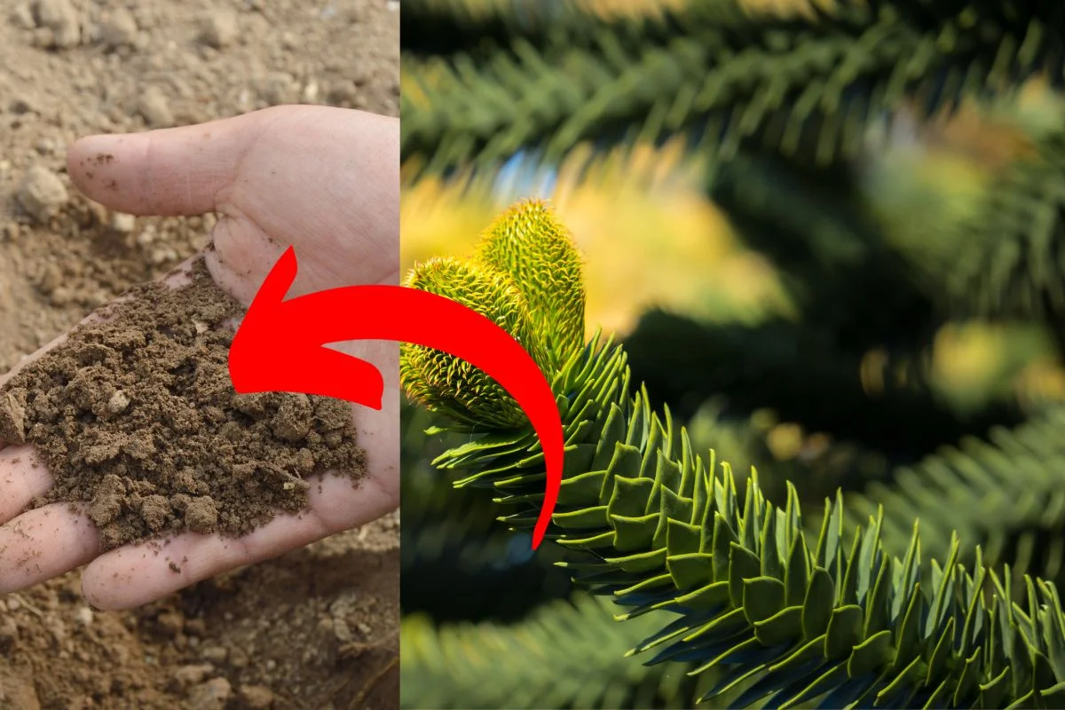 How to Fertilize Pine Trees: Expert Tips for Healthy Growth