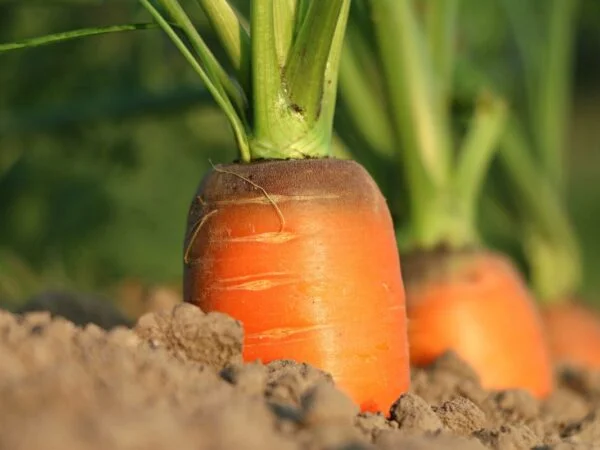 How to Grow Carrots from Carrots: 5 Easy Steps!