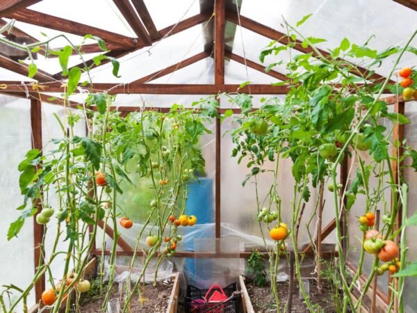 How to Grow Greenhouse Tomatoes: Maximize Yield & Master Care