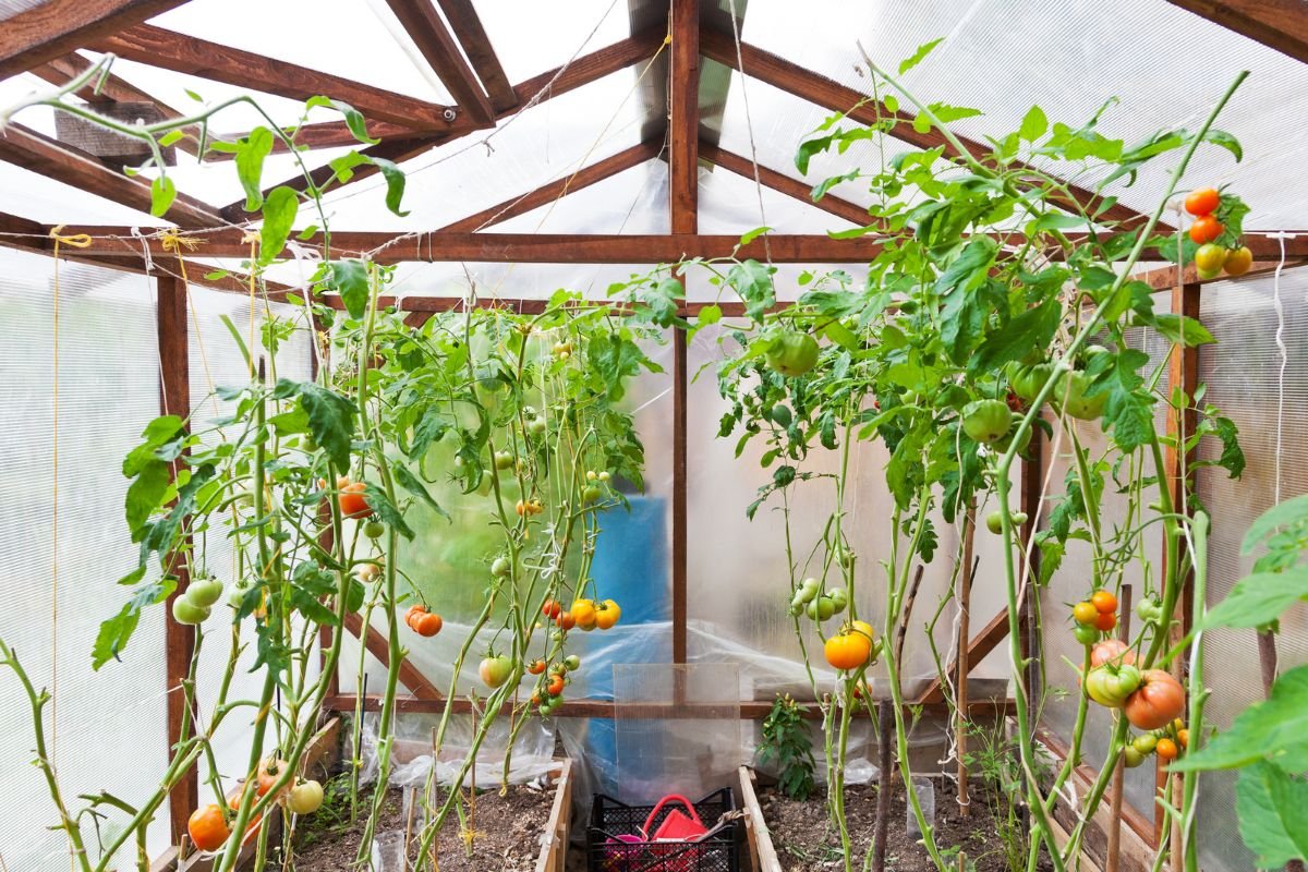 How to Grow Greenhouse Tomatoes: Maximize Yield & Master Care