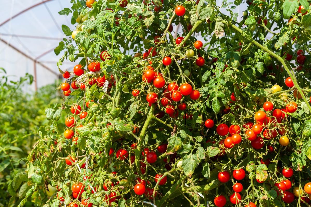 How to Harvest Cherry Tomatoes: Ripeness Secrets Revealed