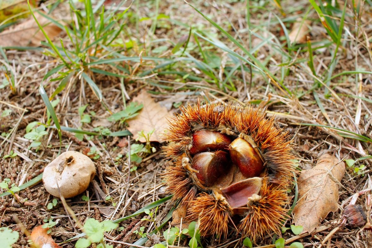 How to Plant Chestnuts from Seed: Top Tips