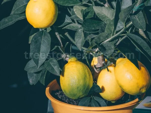 How to Prune a Lemon Tree in a Pot: The Expert's Growth Guide