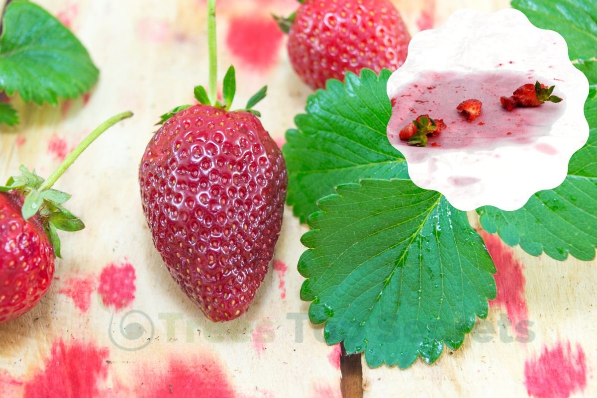 How to Remove Strawberry Stains: Quick Tips!