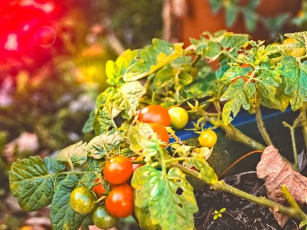 How to Repot a Tomato Plant: Mature Growth Mastery