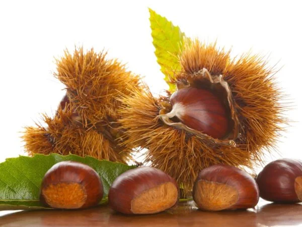 How to Shell a Chestnut: 5 Quick Steps for Perfect Peeling
