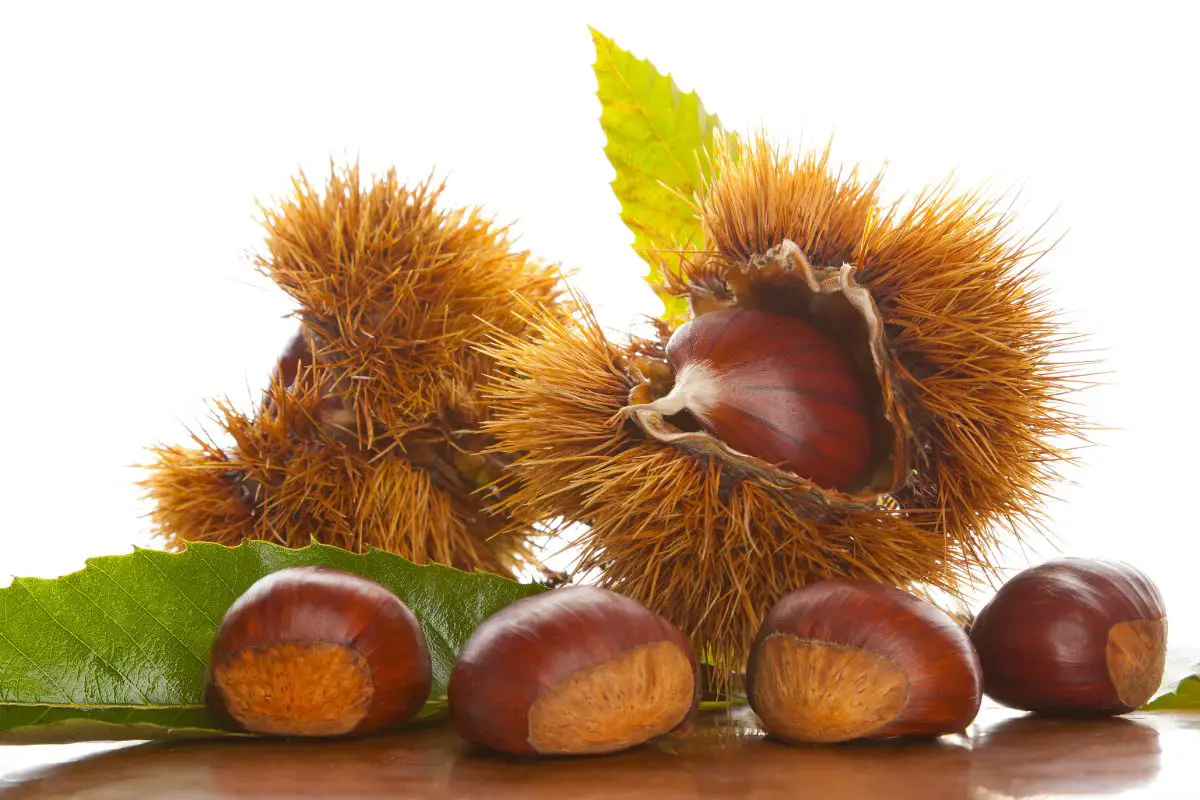 How to Shell a Chestnut: 5 Quick Steps for Perfect Peeling