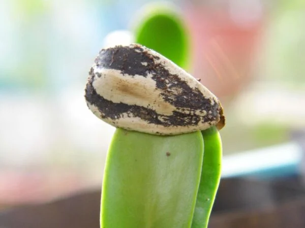 How to Sprout Sunflower Seeds: 3 Easy Ways for Home Germination