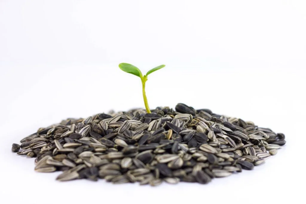 How to Sprout Sunflower Seeds