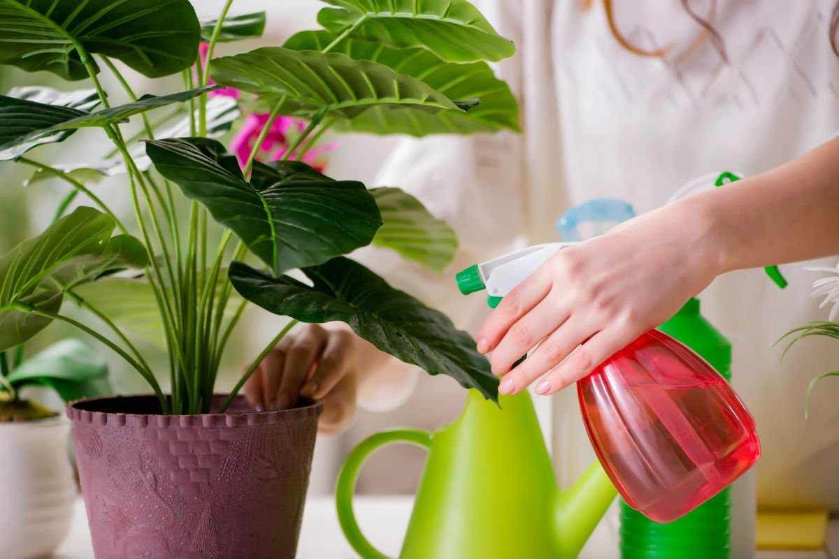 How to Take Care of Orchid After Blooming: Essential Revitalization Guide