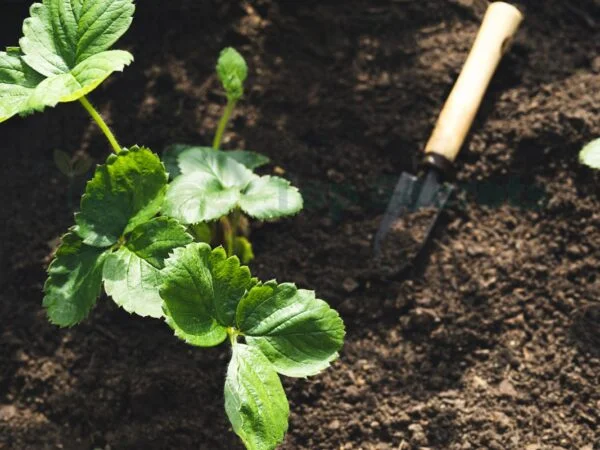 How to Transplant Strawberries: Easy Tips for Success