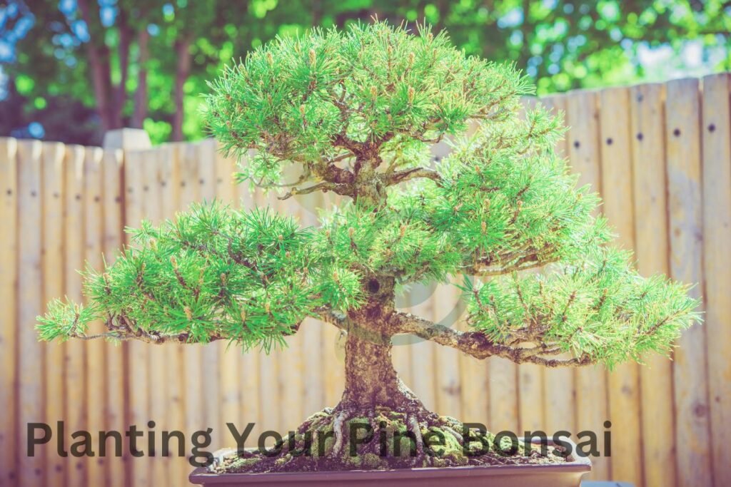 Planting Your Pine Bonsai