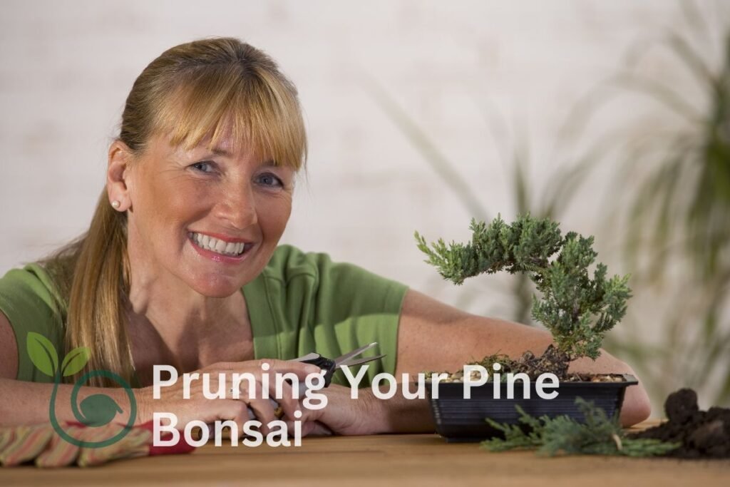 Pruning Your Pine Bonsai