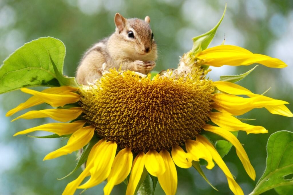 What Animals Eat Sunflowers 
