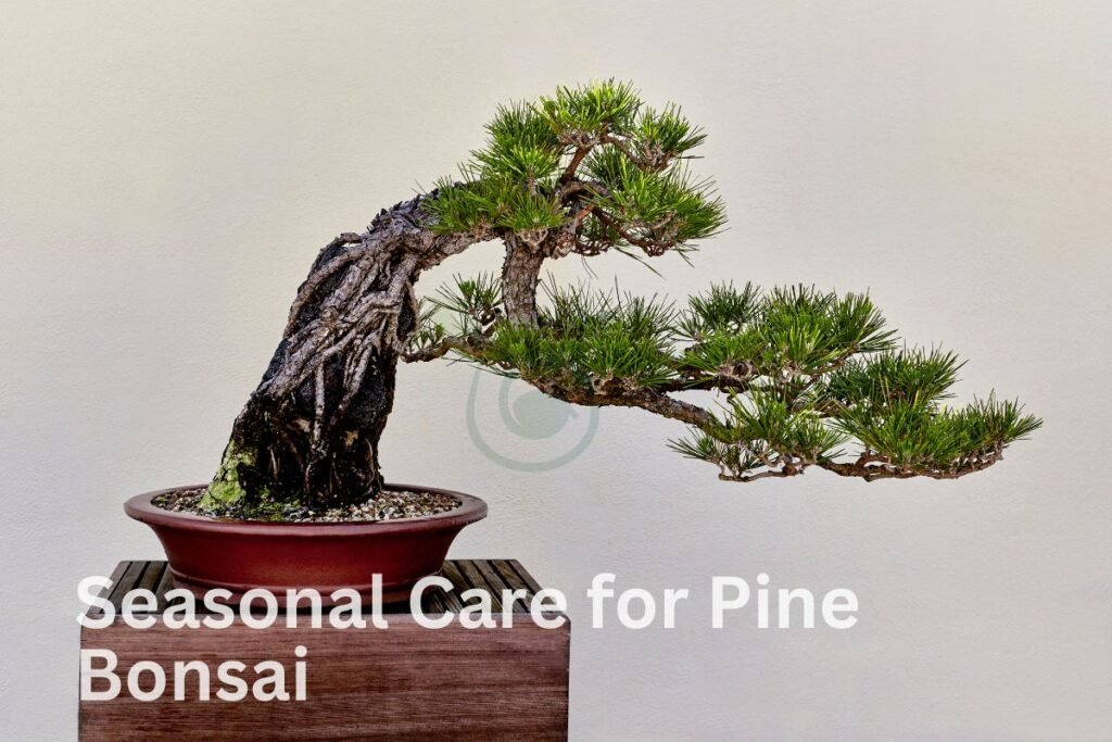 Seasonal Care for Pine Bonsai