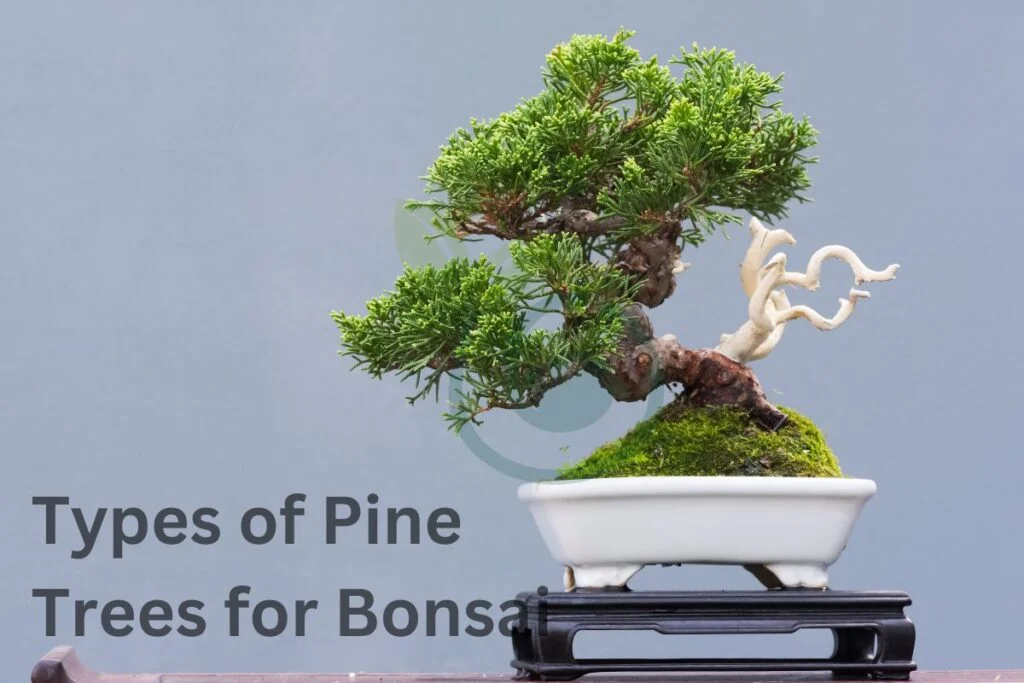 Starting Your Pine Bonsai