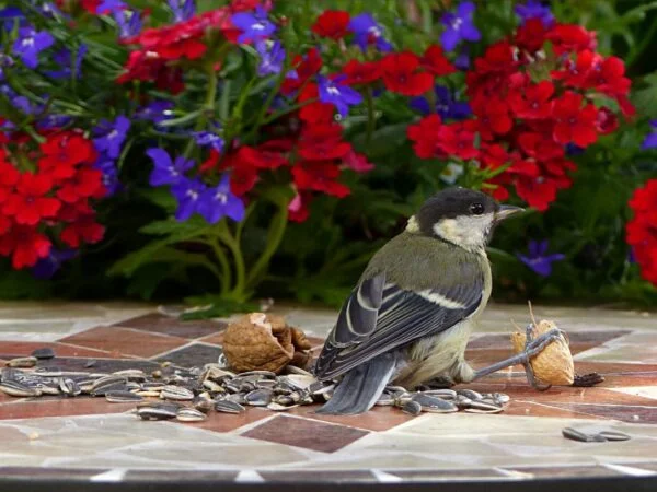 What Bird Eats Sunflower Seeds? Discover the Top Seed-loving Birds!
