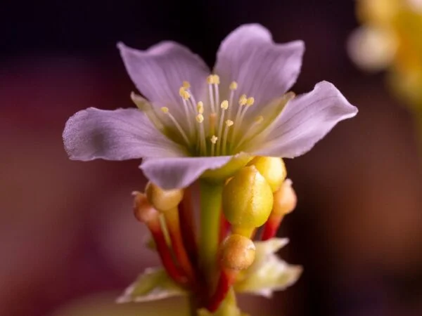 What Does a Venus Flytrap Flower Look Like? To Let or Not to Let?