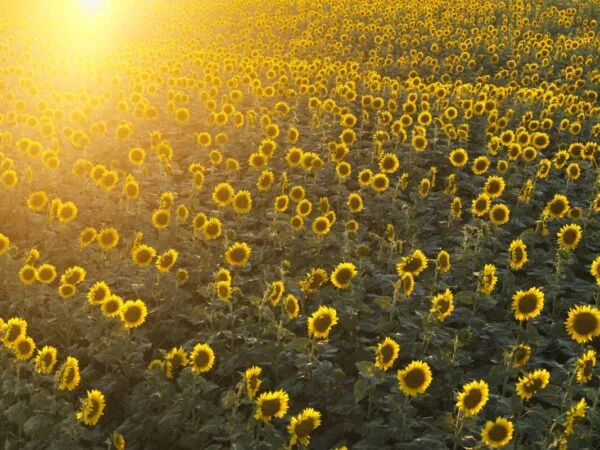 What to Plant with Sunflowers: 25 Best Companion Plants
