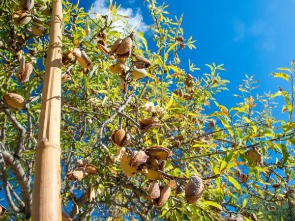 When Are Almonds Harvested: Best Practices & Timing