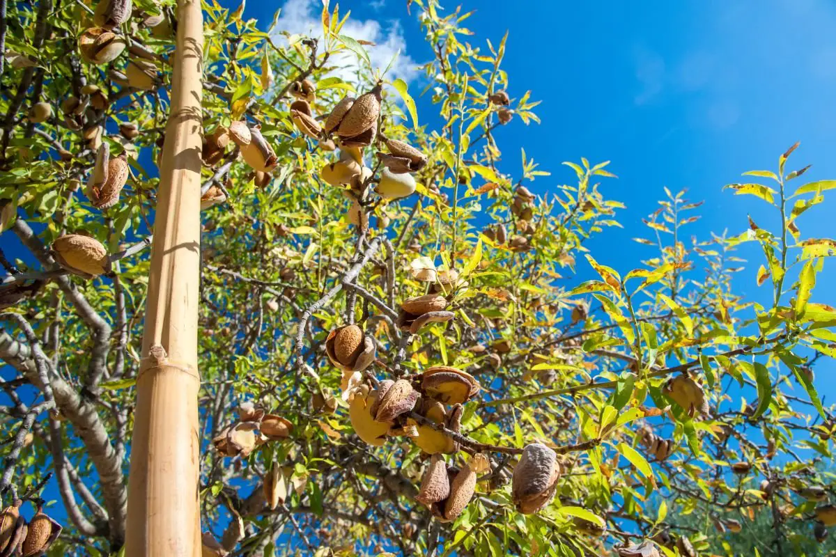 When Are Almonds Harvested: Best Practices & Timing