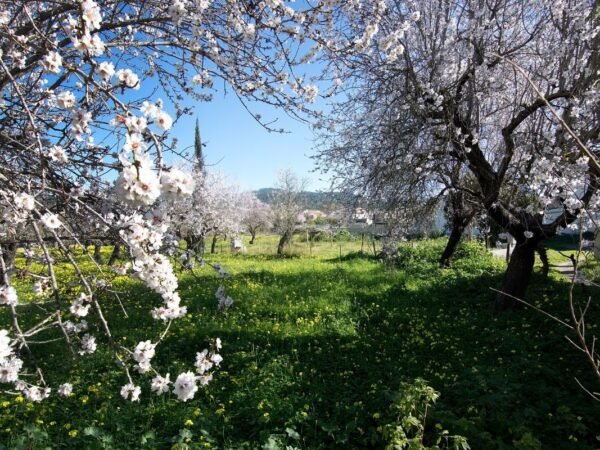 When Do Almond Trees Blossom: California's Spectacular Season